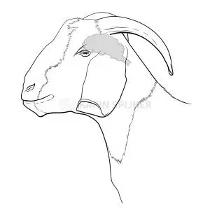 Stylized illustration of a Boer goats head showcasing its unique horns and inquisitive expression.