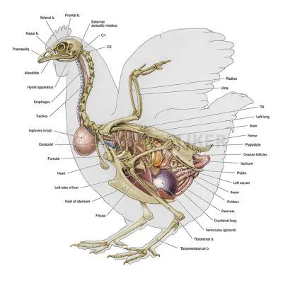 Anatomical diagram of a chicken showing skeletal and organ systems for educational purposes.