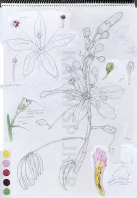 Detailed botanical illustration of Chorisia speciosa, showcasing flower stages and components for study.