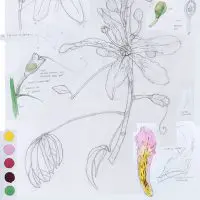 Detailed botanical illustration of Chorisia speciosa with flowers, leaves, and colour palette.
