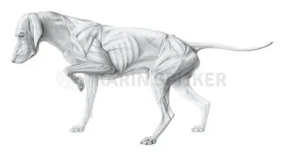 Dog superficial muscles