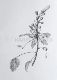 Detailed botanical illustration of Chorisia speciosa, showcasing intricate flowers and leaves.