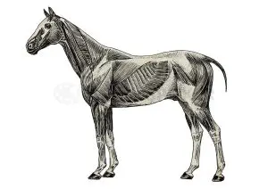 Anatomical illustration of horse superficial muscles.