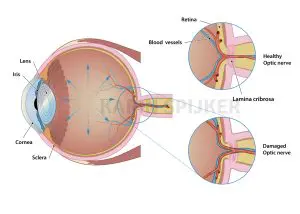 Detailed anatomical illustration of the human eye, highlighting key structures for vision understanding.