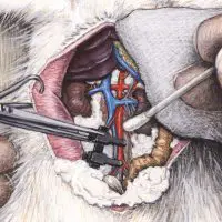 Gedetailleerde illustratie van microchirurgie met ingewikkelde rattenanatomie en chirurgische instrumenten.