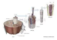 Detailed illustration of skeletal muscle structure, showcasing muscle fibers, myofibrils, and sarcomeres.