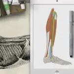 Digital anatomical illustration of a human leg blends classic and modern educational tools.