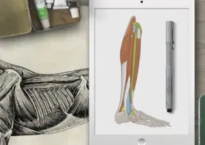 Die digitale anatomische Illustration eines menschlichen Beins vereint klassische und moderne Lehrmittel.