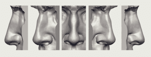 Realistic 3D nose model for anatomical studies and design applications.