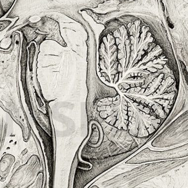 Detailed illustration of human head anatomy highlighting key structures and features.