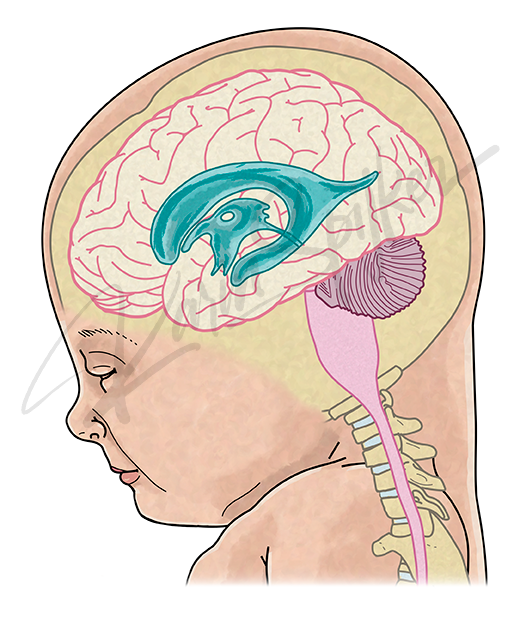 Understanding the Human Brain Structure Human brain illustration showcasing anatomical features and conditions related to neurology.