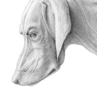 Detailed view of a muscular dogs head showcasing strength and breed characteristics.