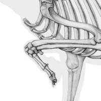 Detailed illustration of a dog skeleton showcasing anatomical features and structure.