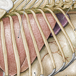 Detailed view of goat organs, showcasing anatomy for educational and culinary purposes.