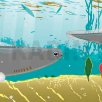Detailed illustration of Haikouichthys, an ancient jawless fish species.