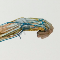 Detailed illustration of human arm anatomy showcasing muscles, bones, and joints.
