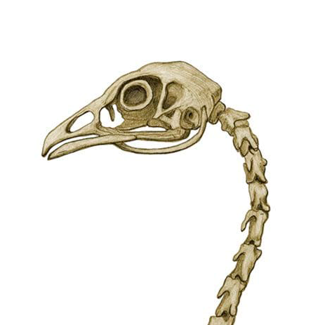 Detailed illustration of a birds skeletal structure.