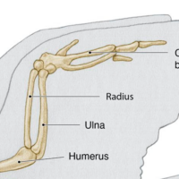Detailed diagram of a bird skeleton showcasing anatomical structure and features.