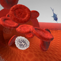 Detailed view of blood cells under microscopy for medical research and analysis.