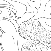 Detailed view of the human brain, showcasing intricate structures and functions.