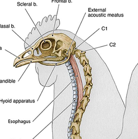 Detailed diagram of chicken anatomy showing key features and structures for educational purposes.