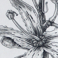 Detailed view of Chorisia speciosa showcasing its striking flowers and unique bark texture.