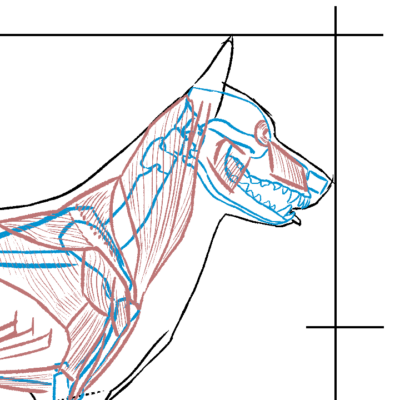 Detailed dog anatomy illustration highlighting key features and structures.