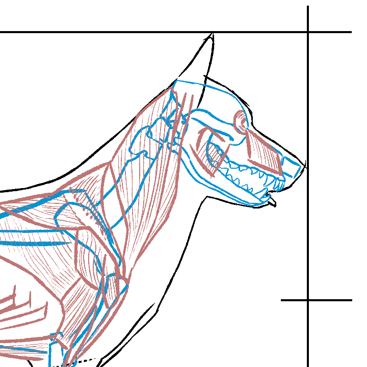 Detailed dog anatomy illustration highlighting key features and structures.