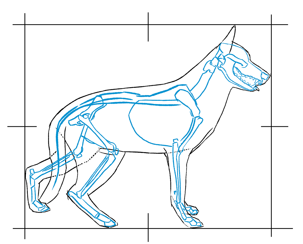 Dog Skeleton Anatomy Sketch Guide Detailed sketch of a dogs skeleton illustrating canine anatomy.