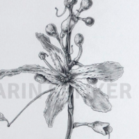 Detailed botanical drawing of a flowering plant, showcasing intricate floral characteristics.
