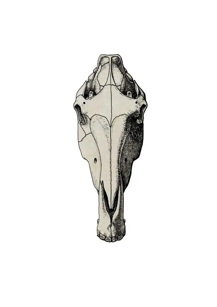 Understanding Horse Anatomy: Essential Insights Detailed diagram of horse anatomy with labelled parts for educational purposes.