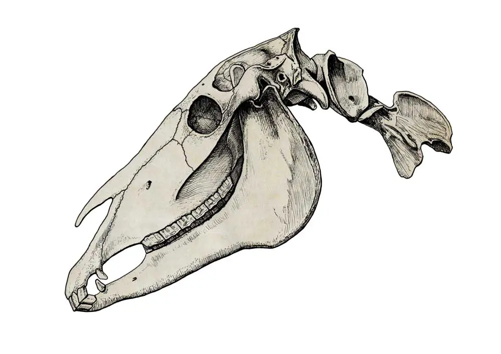 Understanding Horse Anatomy: Key Features Explained Detailed illustration of horse anatomy highlighting key features and structures.