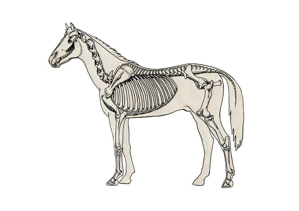 Understanding Horse Anatomy: Key Features Explained Detailed diagram of horse anatomy highlighting key muscular and skeletal structures.