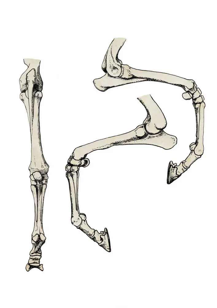 Understanding Horse Anatomy: Key Features Explained Detailed diagram of horse anatomy showcasing key structures and features.
