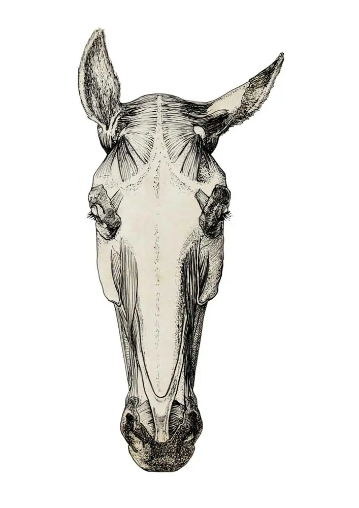 Understanding Horse Anatomy: A Visual Guide Detailed illustration of horse anatomy, highlighting muscles, bones, and key physiological features.