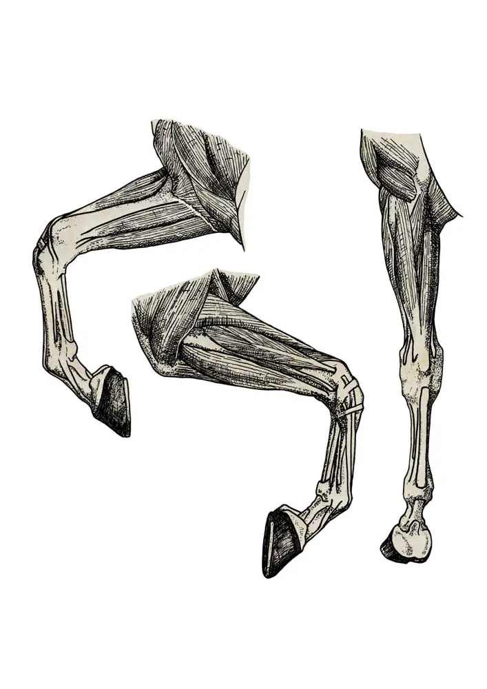 Horse Anatomy: Understanding Equine Structure Detailed illustration of horse anatomy, showcasing skeletal and muscular structures for educational purposes.
