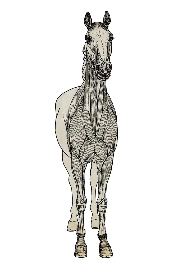 Understanding Horse Anatomy: Key Features Explained Detailed illustration of horse anatomy highlighting key structures and functions.