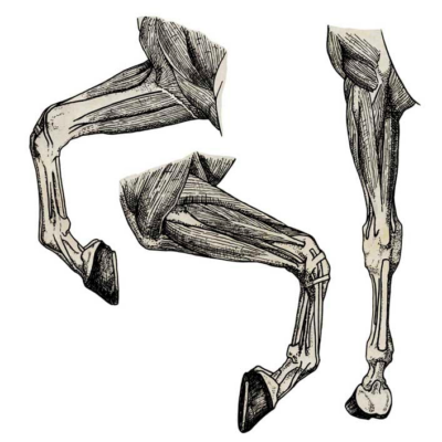 Detailed horse anatomy illustration showcasing key muscular and skeletal features.