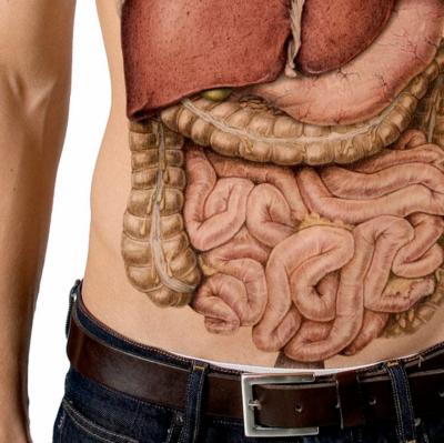 Detailed illustration of human anatomy showcasing organ systems and structures.