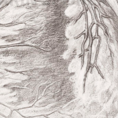 Detailed illustration of human heart anatomy showcasing its structure and components.