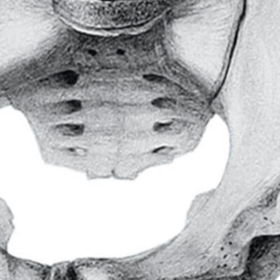 Detailed illustration of the human pelvis for educational purposes in anatomy studies.
