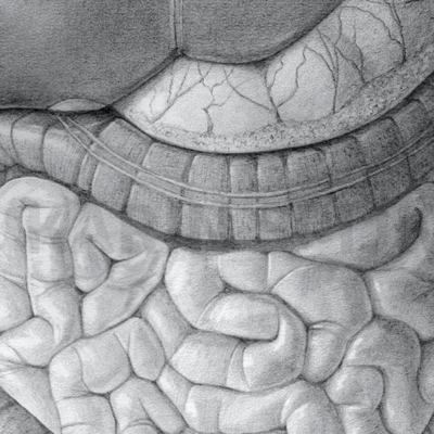Detailed illustration of human torso anatomy, showcasing muscular and skeletal structures.
