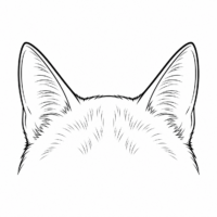 Detailed view of a cat showcasing its unique features and vibrant fur patterns.