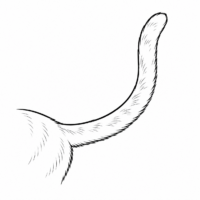 Detailed image of a cat showcasing its unique features and personality traits.