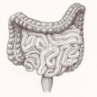 Detailed illustration of large intestine anatomy, highlighting key structures and functions.
