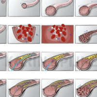 Detailed medical animation showcasing anatomical features and processes for educational purposes.