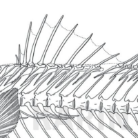 Detailed illustration of seabass anatomy showcasing key biological features and structure.