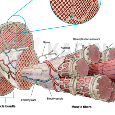 Detailed illustration of human skeletal muscle anatomy for study and education.