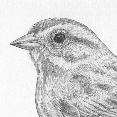 Detailed illustration of sparrow anatomy showcasing its unique features and structure.