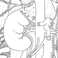 Diagram of the urinary system illustrating kidneys, bladder, and related anatomy.